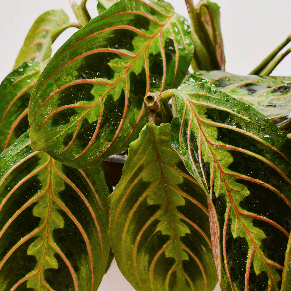 Maranta Tricolor Leuconeura – Hojas Que Se Mueven y Colores Que Enamoran