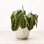 Maranta Tricolor Leuconeura – Hojas Que Se Mueven y Colores Que Enamoran
