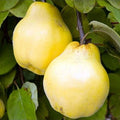 Membrillo Champion – El Árbol Frutal que Ilumina tu Jardín con su Aroma y Sabor Único