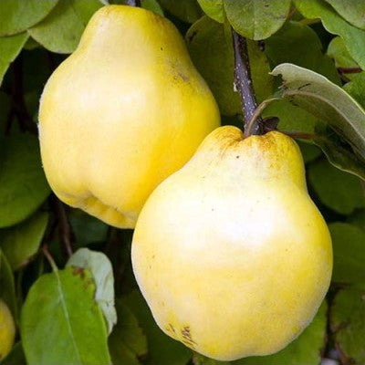 Membrillo Champion – El Árbol Frutal que Ilumina tu Jardín con su Aroma y Sabor Único