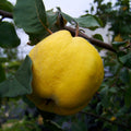 Membrillo lúcuma – Dos frutos únicos en un solo árbol, sabor y tradición para tu jardín