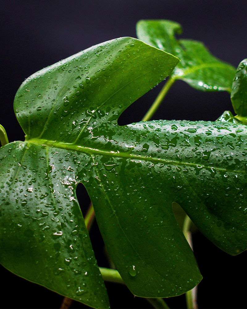 Monstera pequeña – La Planta Tropical que Transforma tu Hogar en un Oasis Verde