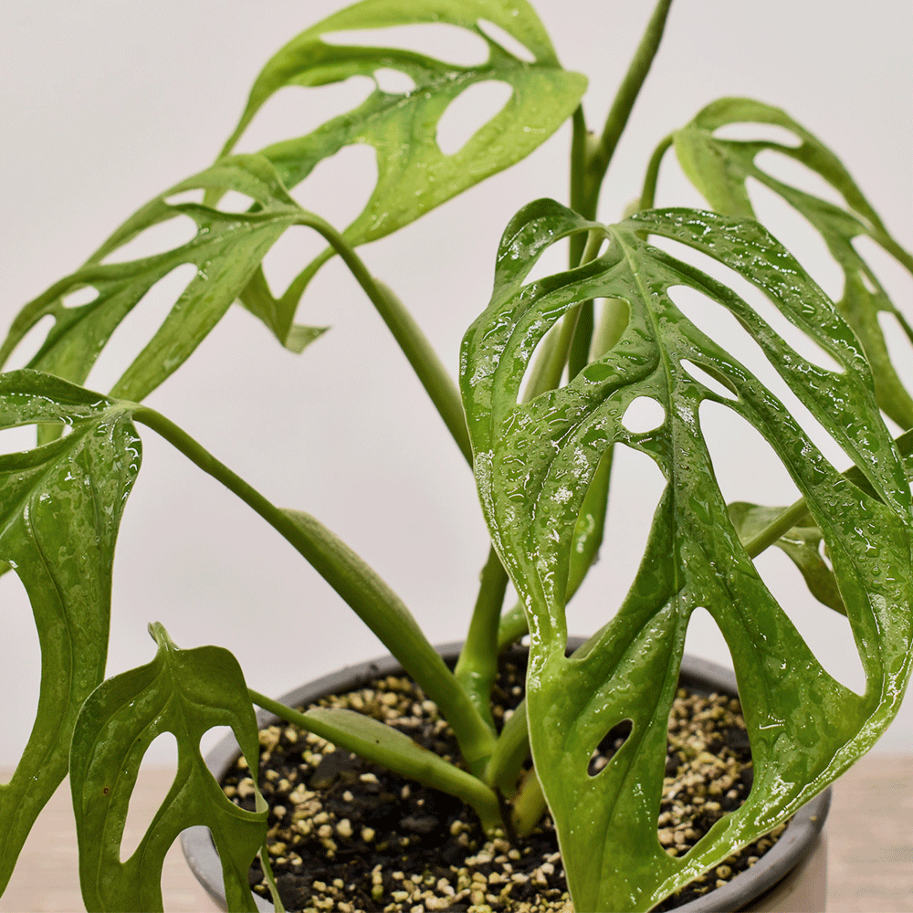 Monstera Adansonii – La Planta con Hojas Perforadas que Roba Miradas
