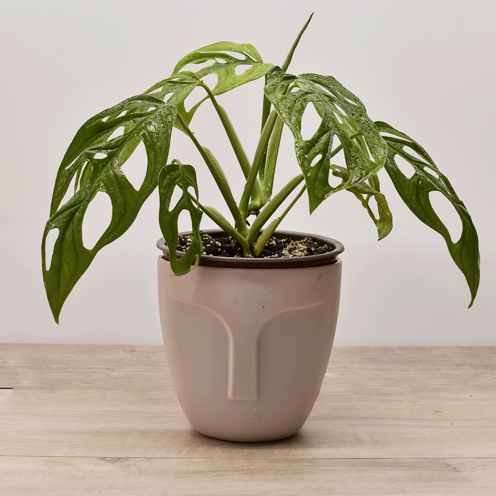 Monstera Adansonii – La Planta con Hojas Perforadas que Roba Miradas