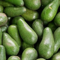 Palto Californiano – El Árbol que Te Regala Aguacates Grandes y Cremosos en Casa