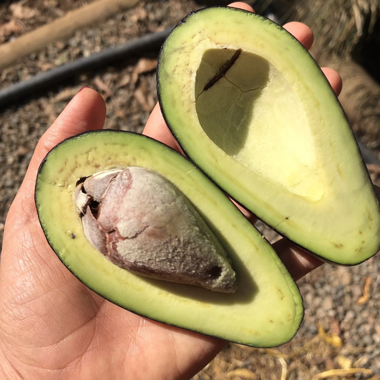 Palto Champion – El Árbol Frutal que Trae Salud y Sabor Directo a Tu Hogar