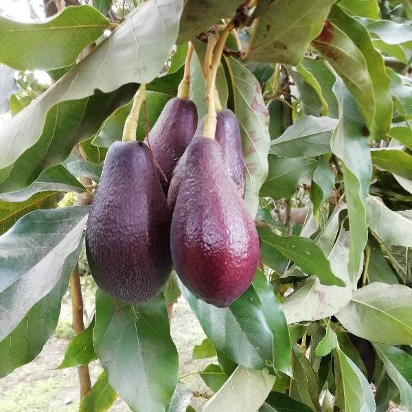 Palto Negra de la Cruz – El Rey del Palta con Sabor Intenso y Producción Abundante