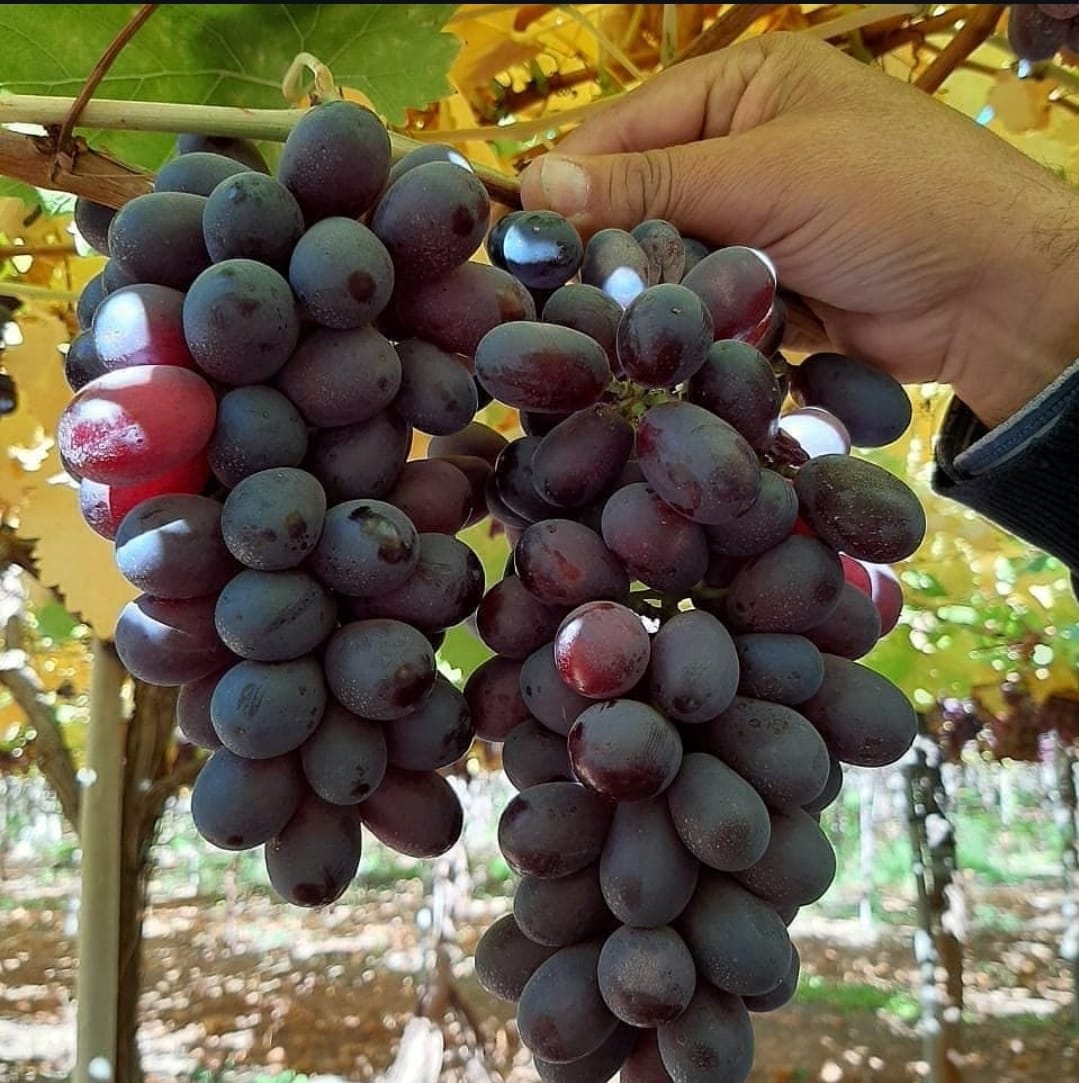 Uva de Mesa Crimson (Parra) – El Sabor Dulce y Elegante que Embellece tu Jardín