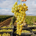 Uva de Mesa Moscatel (Parra) – El Sabor Tradicional que Ilumina tu Jardín
