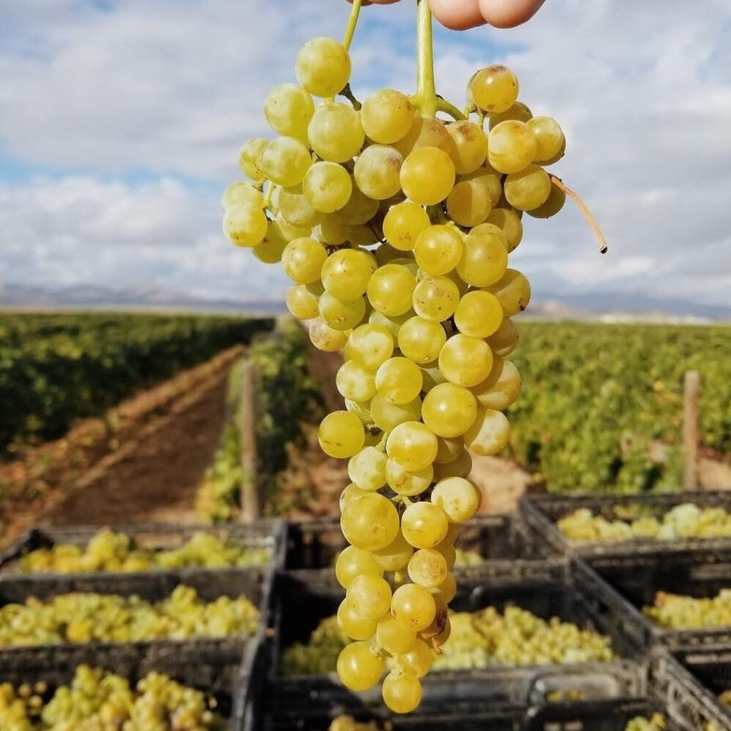 Uva de Mesa Moscatel (Parra) – El Sabor Tradicional que Ilumina tu Jardín
