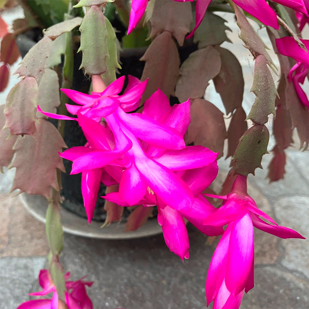 Pata de Jaiba – Elegancia Natural que Refresca tu Hogar – vivero la ...