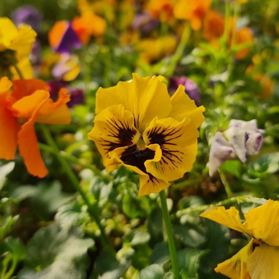 Pensamiento – Color y Alegría Todo el Año en Tu Jardín o Balcón