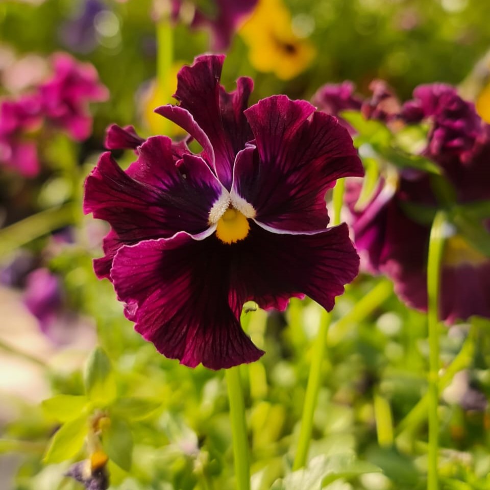 Pensamiento – Color y Alegría Todo el Año en Tu Jardín o Balcón