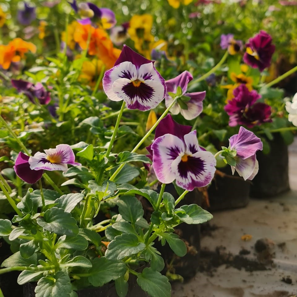 Pensamiento – Color y Alegría Todo el Año en Tu Jardín o Balcón