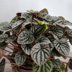Peperomia – La Planta Compacta que Aporta Frescura y Estilo