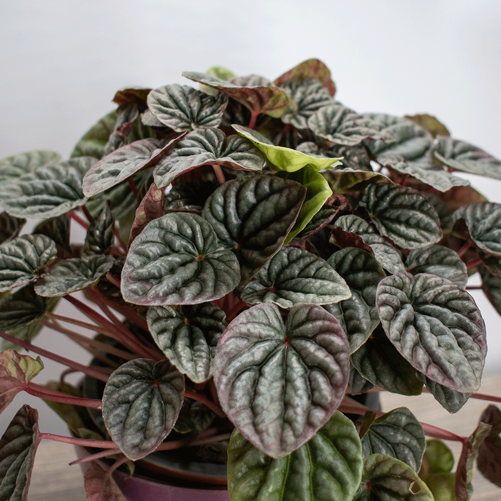 Peperomia – La Planta Compacta que Aporta Frescura y Estilo