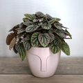 Peperomia – La Planta Compacta que Aporta Frescura y Estilo