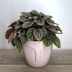 Peperomia – La Planta Compacta que Aporta Frescura y Estilo
