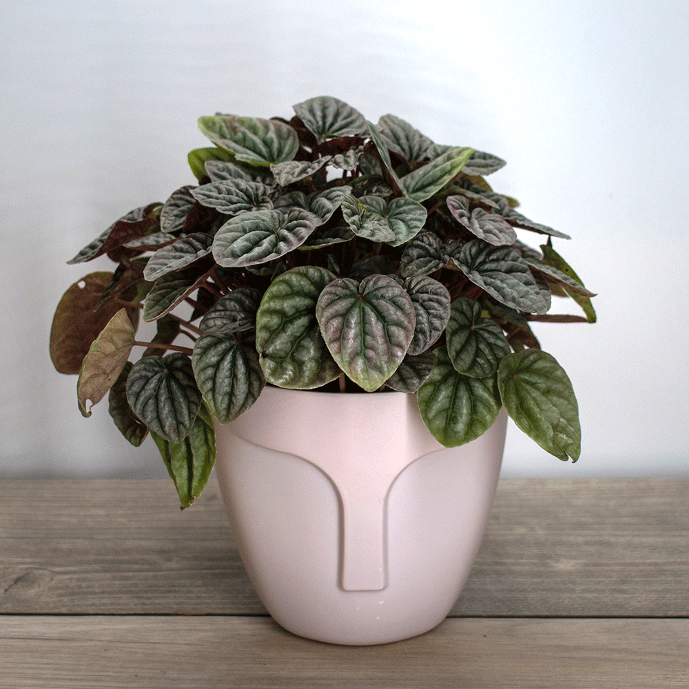 Peperomia – La Planta Compacta que Aporta Frescura y Estilo
