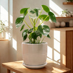 Peperomia Polybotrya Grande