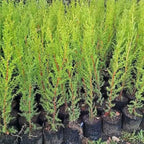 Pino Macrocarpa – El Cerco Vivo Firme y Siempre Verde