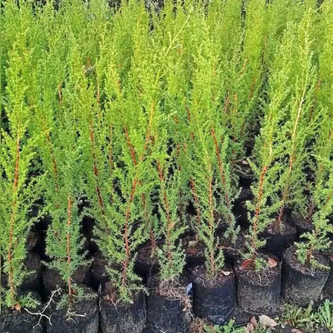 Pino Macrocarpa – El Cerco Vivo Firme y Siempre Verde