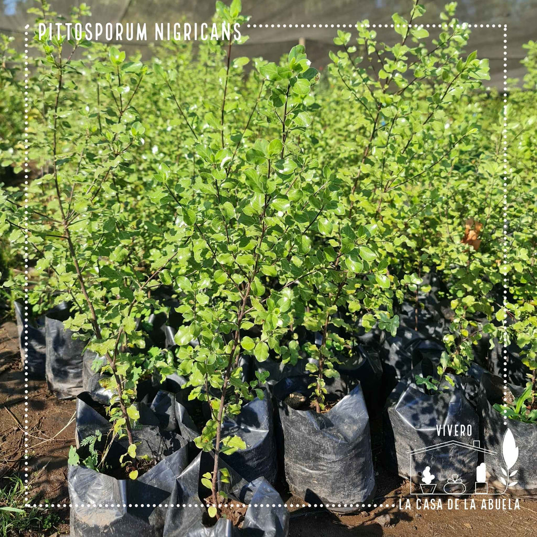 Pittosporum Nigricans – El Cerco Vivo Elegante y Resistente para tu Jardín