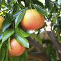 Pomelo Star Ruby – Fruta Dulce, Color Intenso y Jardines que Enamoran