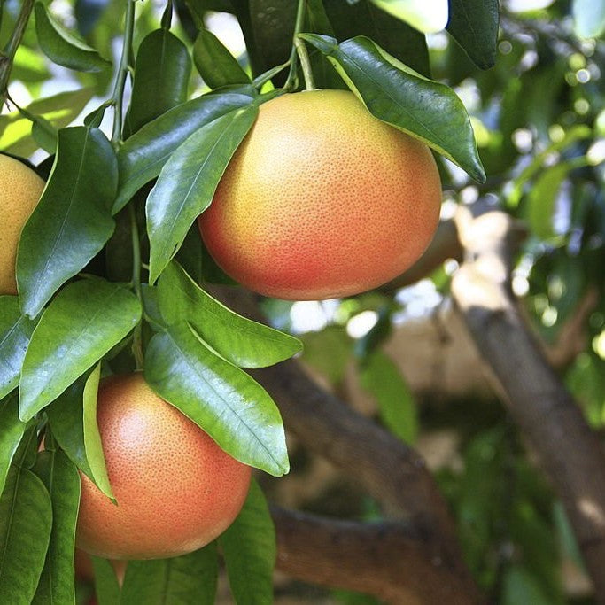 Pomelo Star Ruby – Fruta Dulce, Color Intenso y Jardines que Enamoran