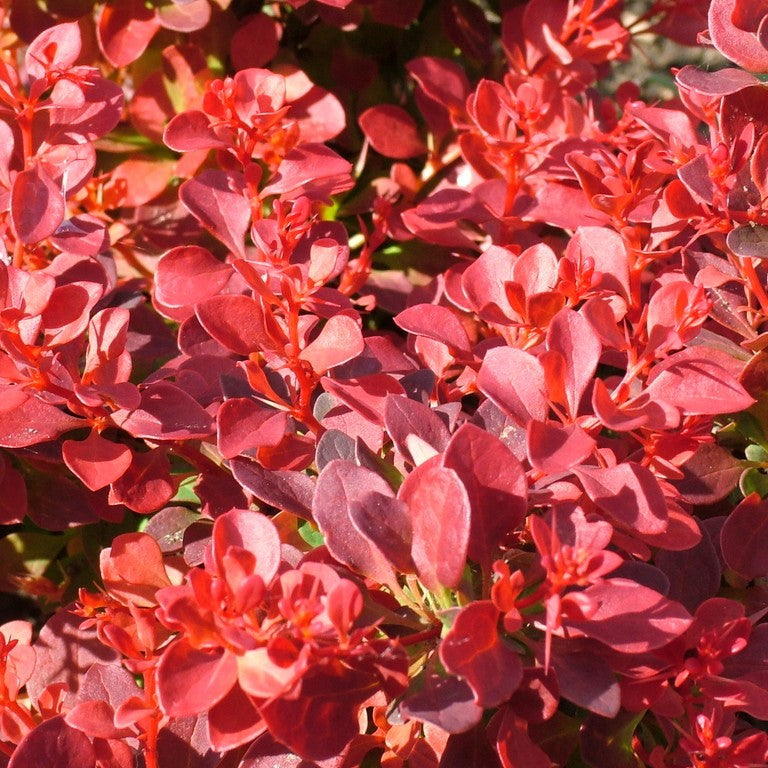 Berberis Purpurea – Color Intenso y Elegancia Natural para tu Jardín