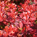 Berberis Purpurea – Color Intenso y Elegancia Natural para tu Jardín