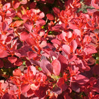 Berberis Purpurea – Color Intenso y Elegancia Natural para tu Jardín