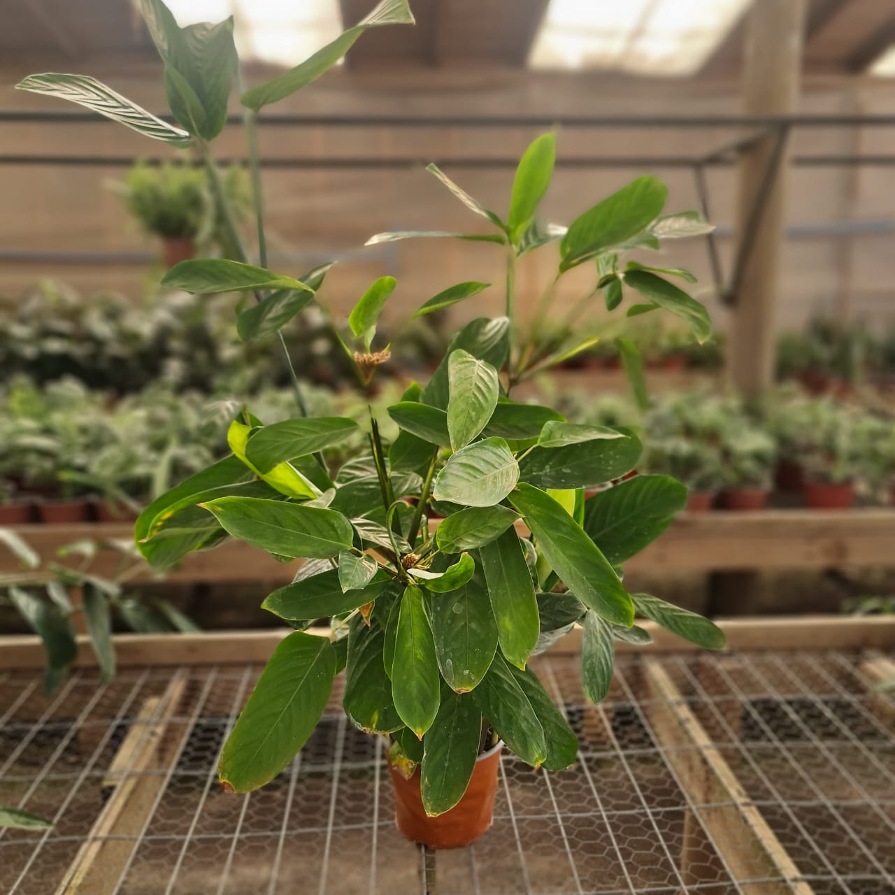Calathea – Hojas vivas que bailan con la luz y embellecen cada rincón