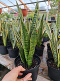 Sansevieria Trifasciata Laurentii – Belleza vertical que purifica tu aire y eleva tu espacio