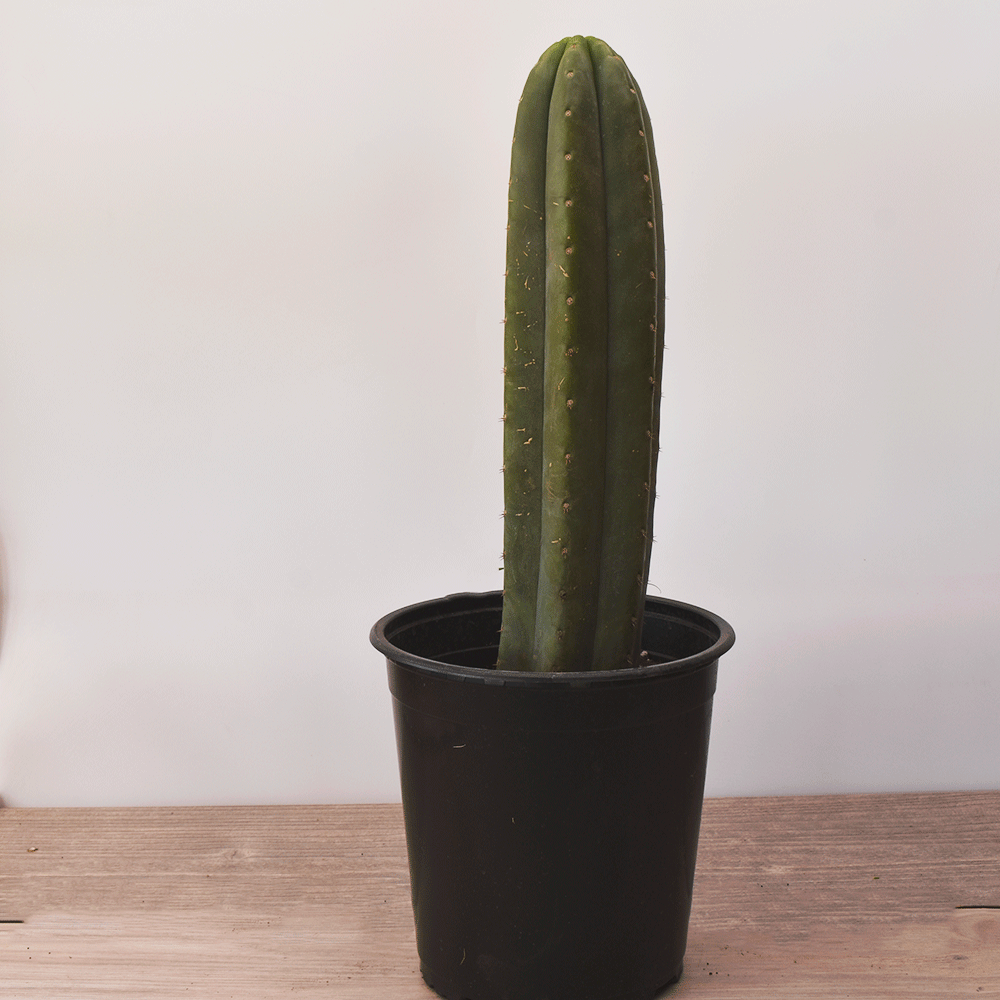 Cactus San Pedro – Fuerza, Belleza y Resistencia en una sola Planta