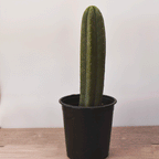 Cactus San Pedro – Fuerza, Belleza y Resistencia en una sola Planta