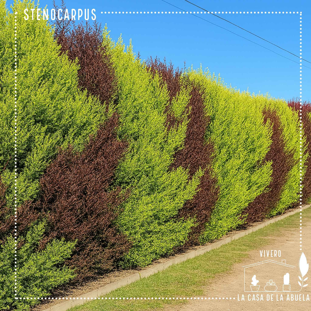 Stenocarpus – El Cerco Vivo Elegante y Colorido para Tu Jardín
