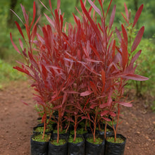 Cargar imagen en el visor de la galería, Stenocarpus – El Cerco Vivo Elegante y Colorido para Tu Jardín

