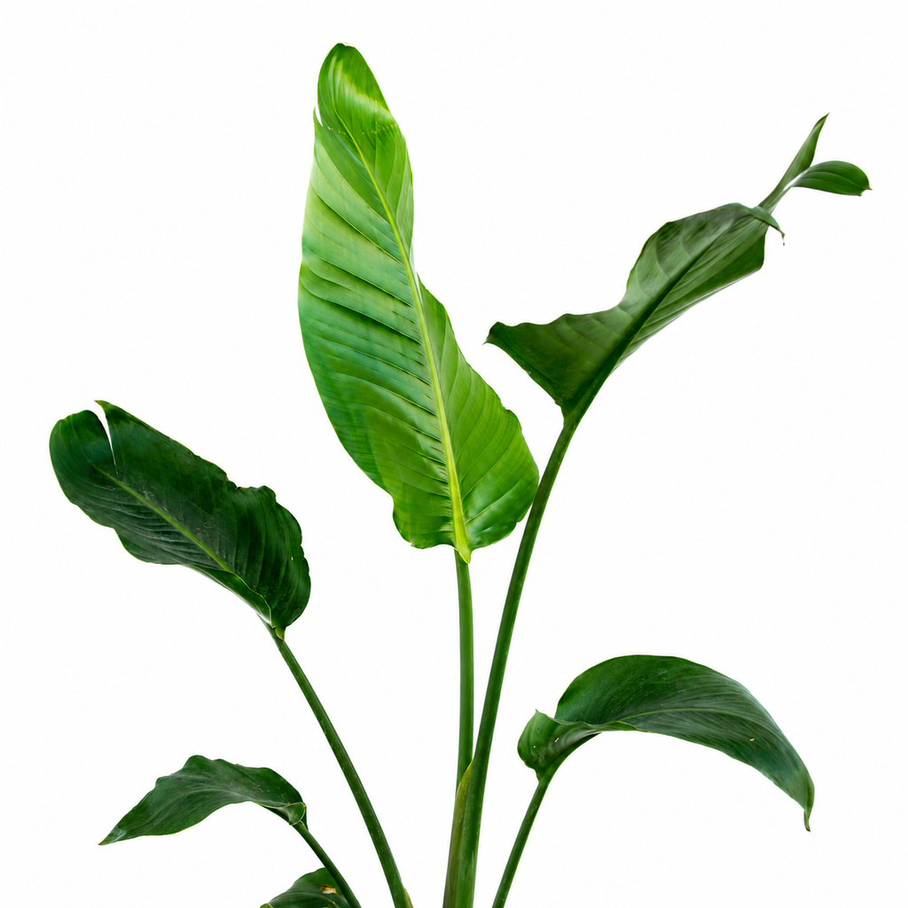 Strelitzia Nicolai – La Planta Tropical Gigante que Roba Todas las Miradas