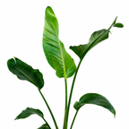 Strelitzia Nicolai – La Planta Tropical Gigante que Roba Todas las Miradas