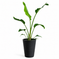 Strelitzia Nicolai – La Planta Tropical Gigante que Roba Todas las Miradas