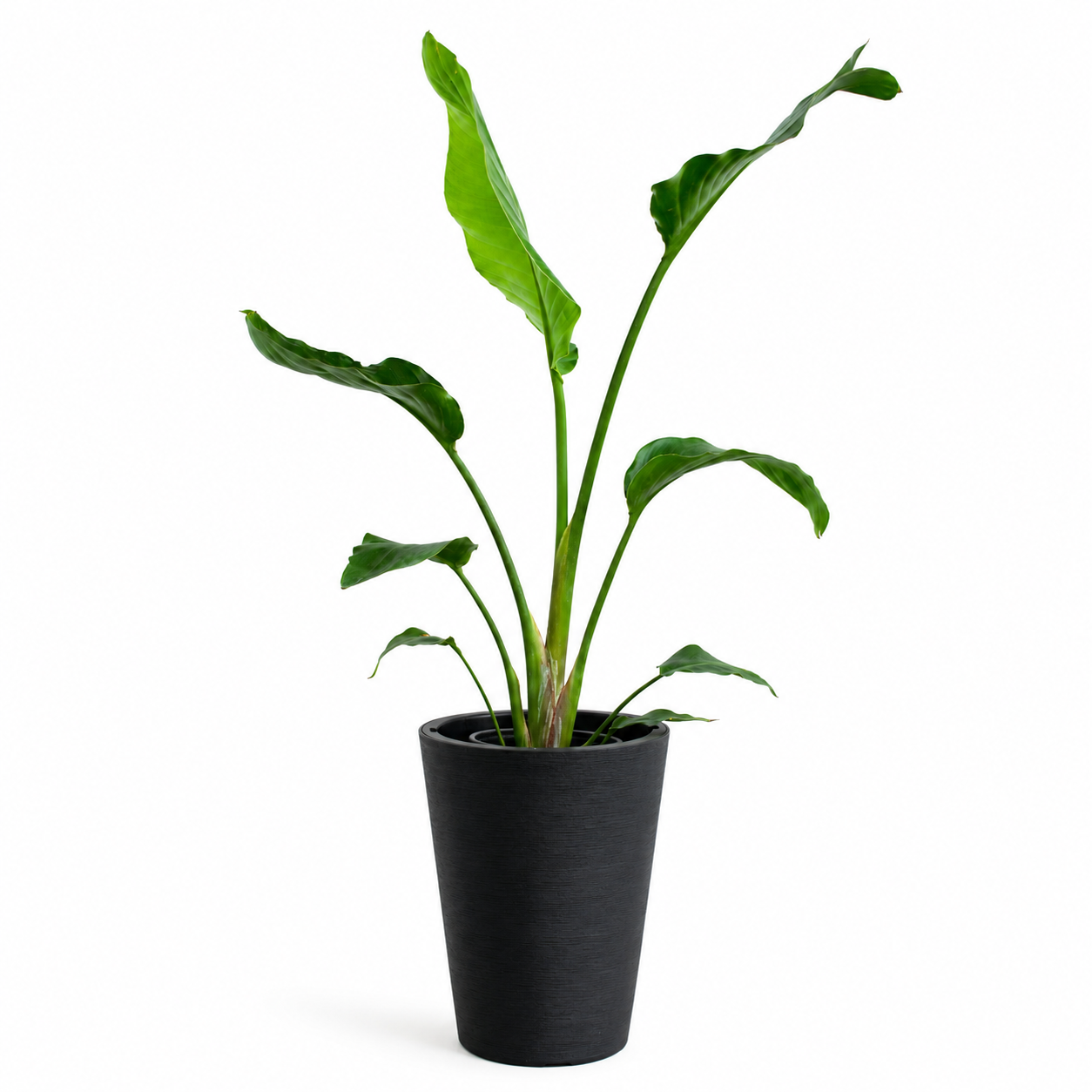 Strelitzia Nicolai – La Planta Tropical Gigante que Roba Todas las Miradas