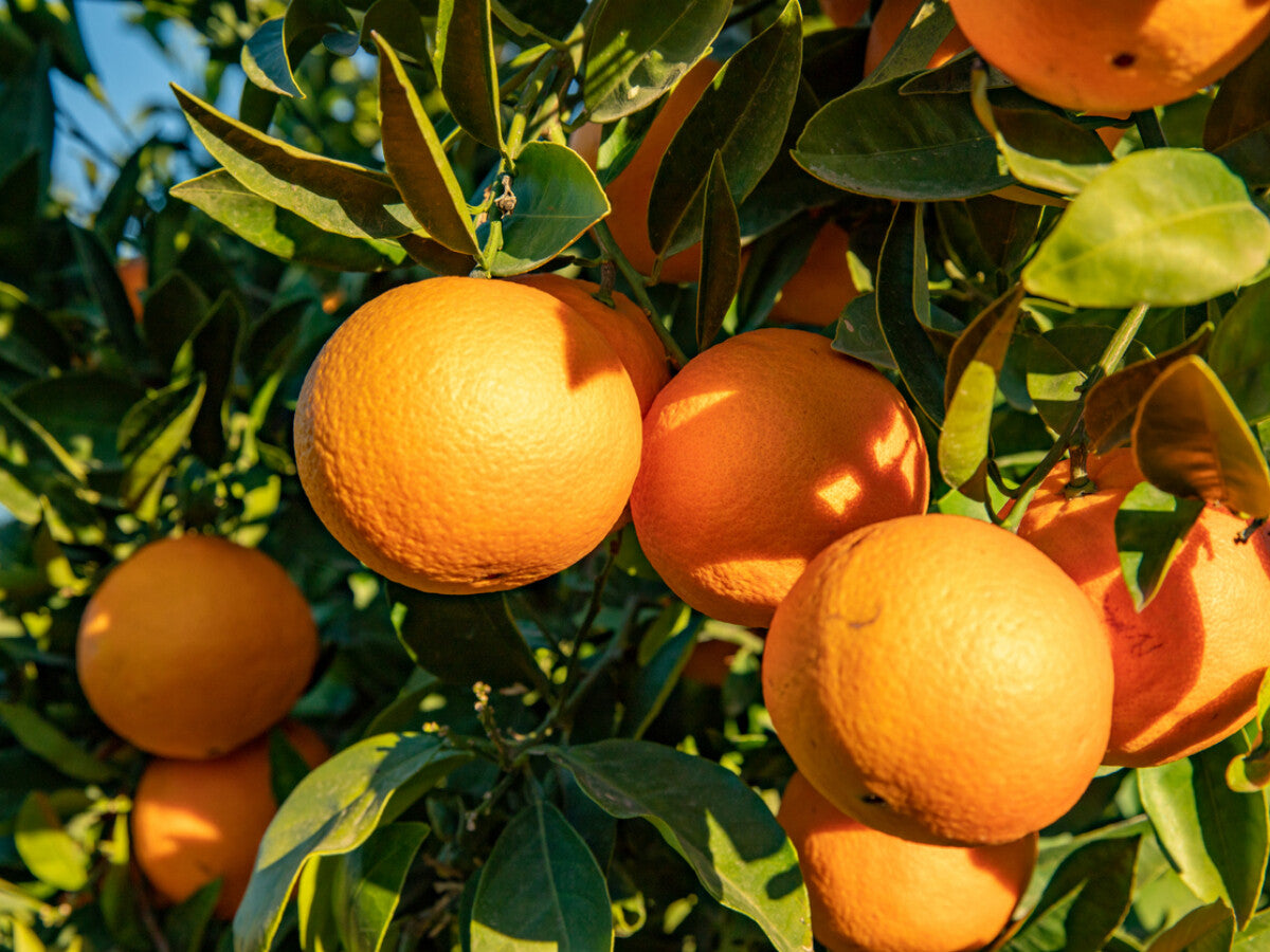 Naranjo Valencia – Jugo fresco y natural directo desde tu jardín
