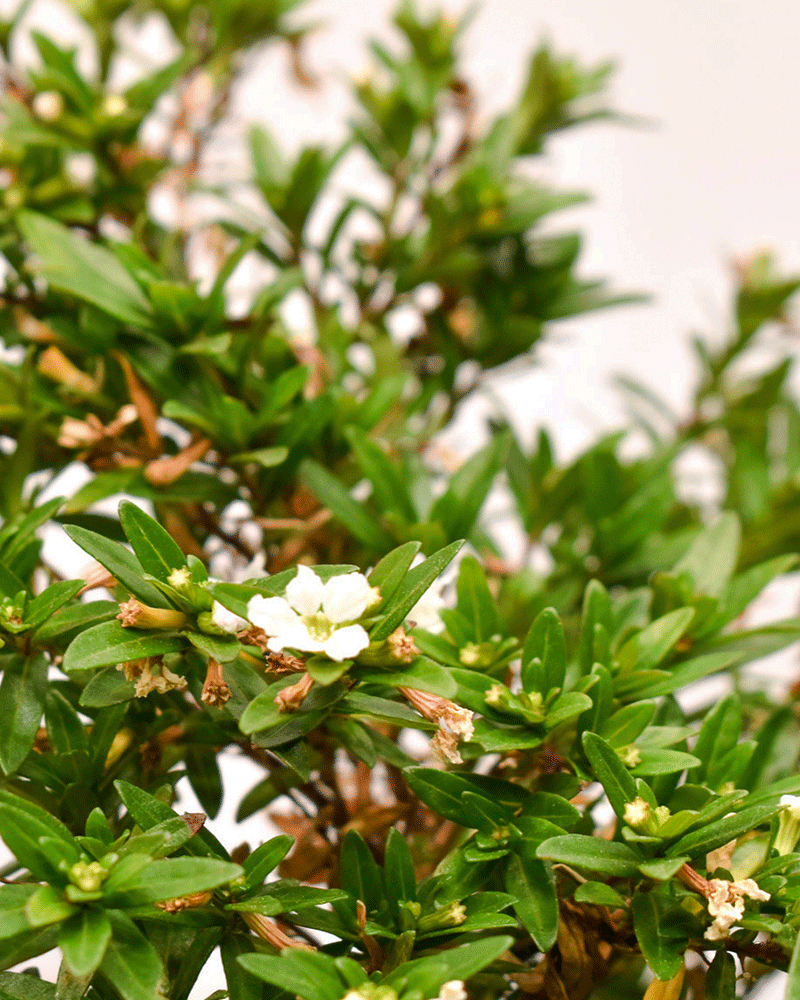 Verónica Colombiana – Colores vivos que alegran tu jardín todo el año