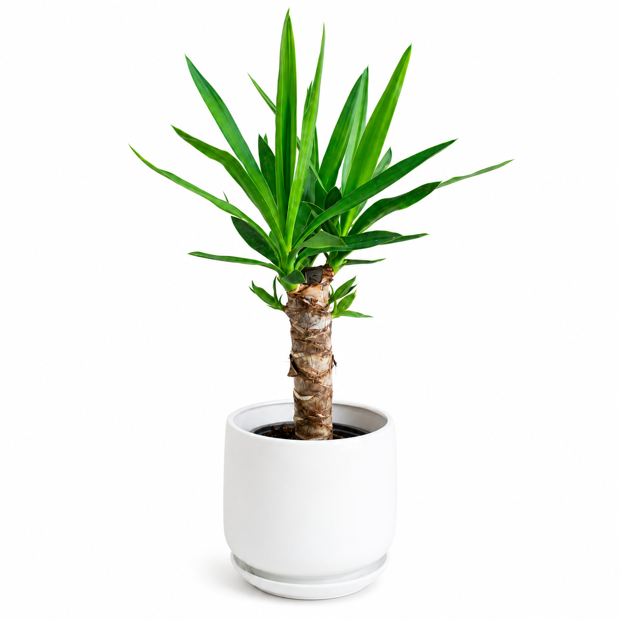 Yuca Tronco – La Planta Minimalista y Resistente que Llena de Vida tu Hogar