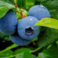 Arándano Legacy – Sabores intensos y cosechas abundantes para tu jardín
