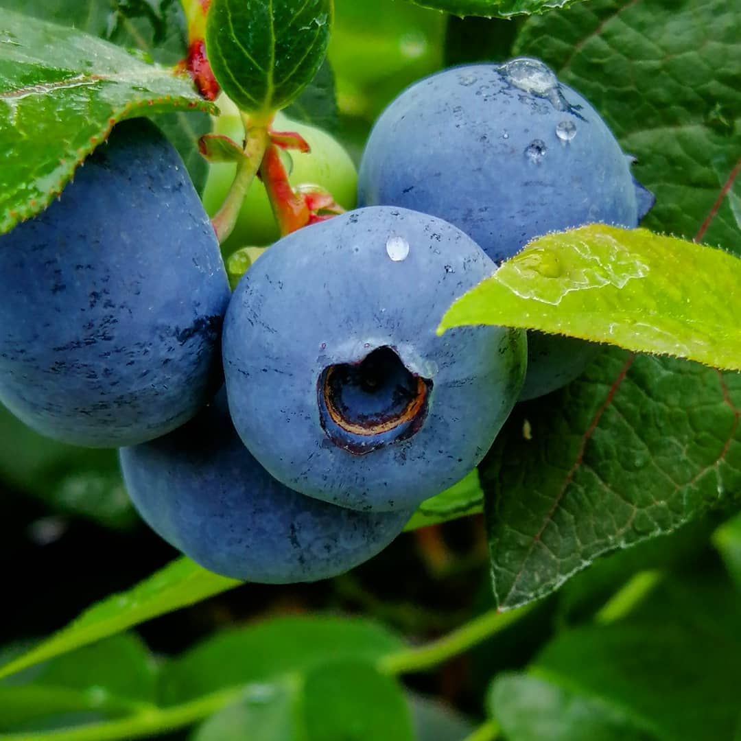 Arándano Legacy – Sabores intensos y cosechas abundantes para tu jardín