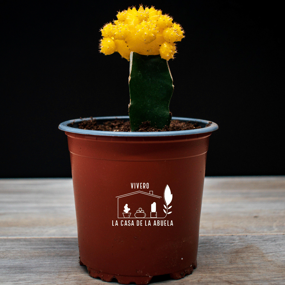 Cactus Injertado