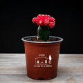 Cactus Injertado