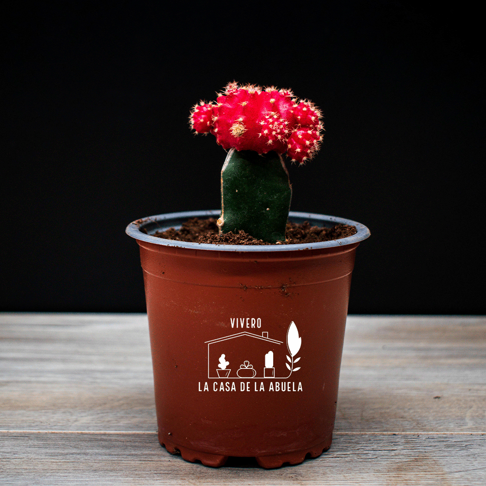 Cactus Injertado